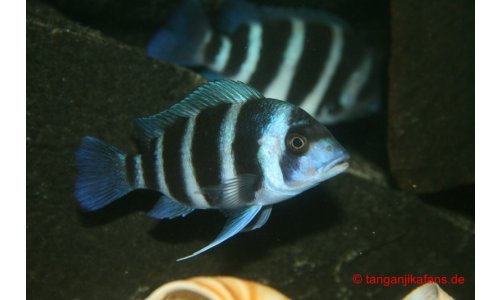 Cyphotilapia Frontosa Blue Zaire Moba